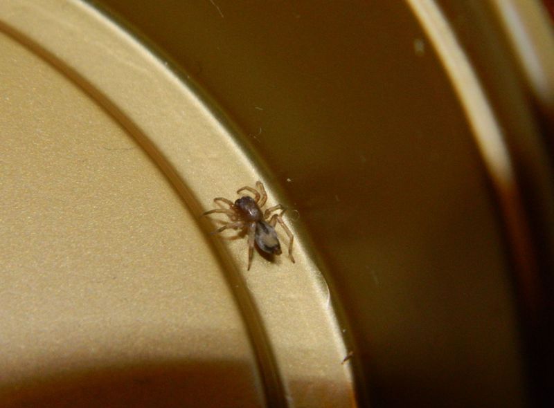 Clubiona leucaspis - Viadana (MN)